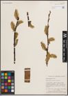 Foto von Salix discolor Muhl.